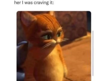 Cute cat looking grateful as mom makes favorite food