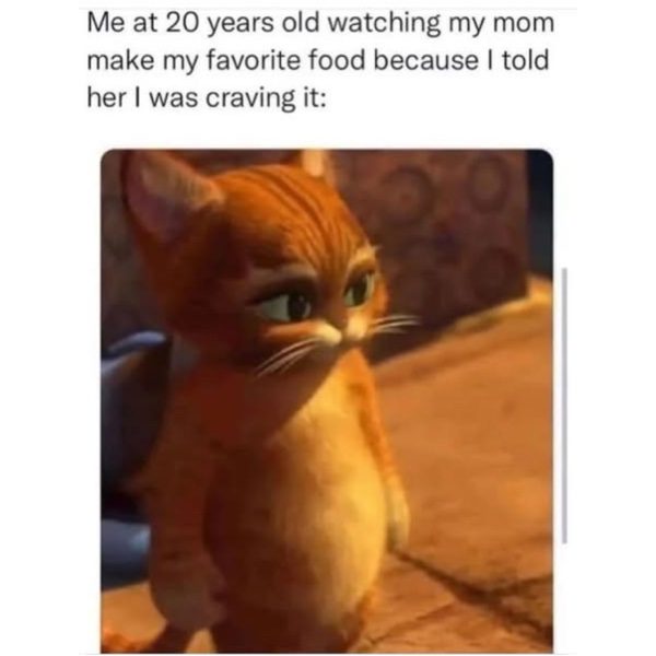 Cute cat looking grateful as mom makes favorite food