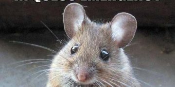 Cute mouse meme with a punny queso and cheese prayer joke