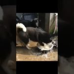 Thumbnail for Clumsy Pets Having Instant Regret showing funny animal fail moments with chaotic dogs and cats