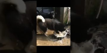 Thumbnail for Clumsy Pets Having Instant Regret showing funny animal fail moments with chaotic dogs and cats