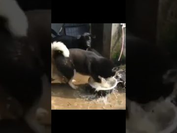 Thumbnail for Clumsy Pets Having Instant Regret showing funny animal fail moments with chaotic dogs and cats