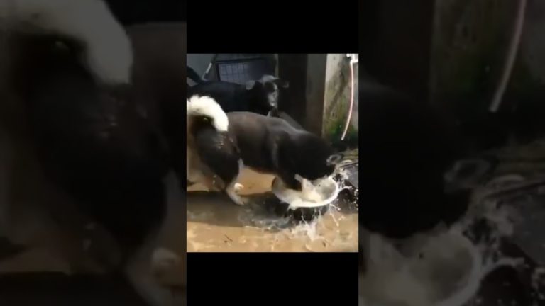 Thumbnail for Clumsy Pets Having Instant Regret showing funny animal fail moments with chaotic dogs and cats