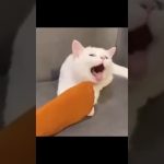 Thumbnail for Funniest Pets Being Total Chaos showing a cute pet compilation filled with hilarious animal chaos