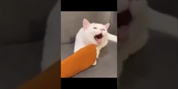 Thumbnail for Funniest Pets Being Total Chaos showing a cute pet compilation filled with hilarious animal chaos