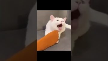 Thumbnail for Funniest Pets Being Total Chaos showing a cute pet compilation filled with hilarious animal chaos