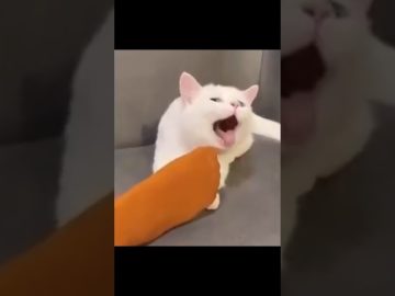 Thumbnail for Funniest Pets Being Total Chaos showing a cute pet compilation filled with hilarious animal chaos