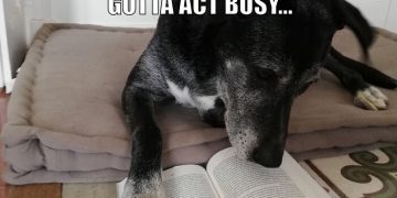 Dog pretending to read a book while lying down, acting busy.