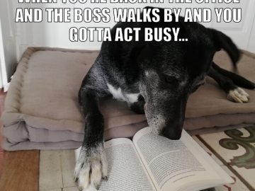 Dog pretending to read a book while lying down, acting busy.