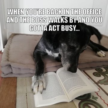 Dog pretending to read a book while lying down, acting busy.