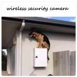 Dog acting as a wireless security camera on a ledge.
