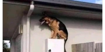 Dog acting as a wireless security camera on a ledge.