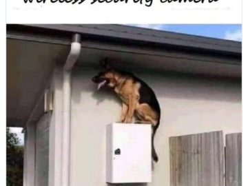 Dog acting as a wireless security camera on a ledge.