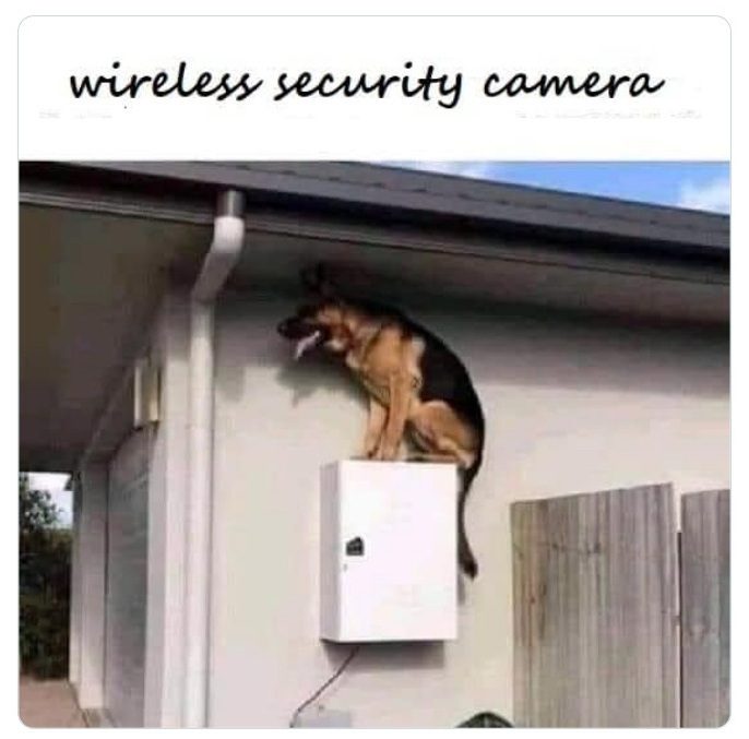 Dog acting as a wireless security camera on a ledge.