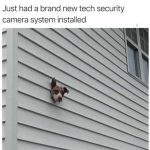 Dog's head poking through wall as a DIY security camera.