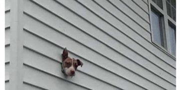 Dog's head poking through wall as a DIY security camera.