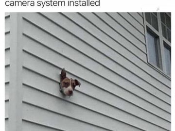 Dog's head poking through wall as a DIY security camera.