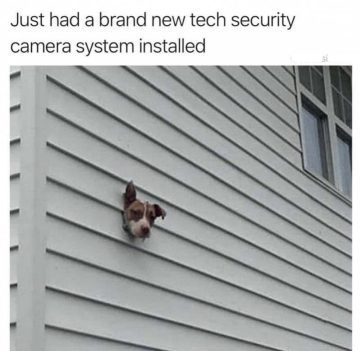 Dog's head poking through wall as a DIY security camera.