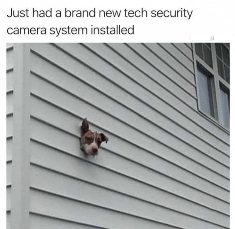 Dog's head poking through wall as a DIY security camera.