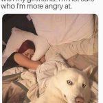 Dog caught in bed with owner's girlfriend, looking guilty