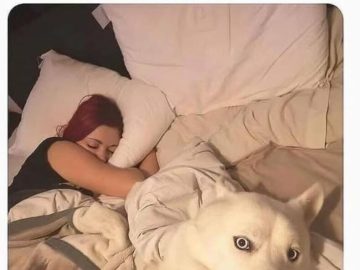Dog caught in bed with owner's girlfriend, looking guilty