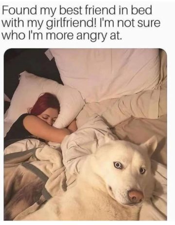 Dog caught in bed with owner's girlfriend, looking guilty