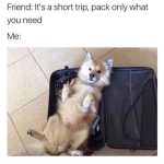 Fluffy dog lying in a suitcase, captioned “pack only what you need.”