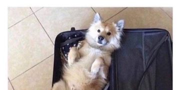 Fluffy dog lying in a suitcase, captioned “pack only what you need.”