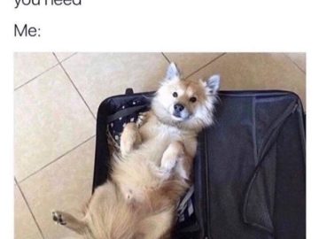 Fluffy dog lying in a suitcase, captioned “pack only what you need.”