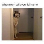 Husky peeking around door when mom yells full name