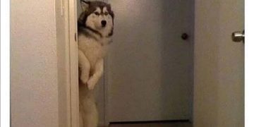 Husky peeking around door when mom yells full name