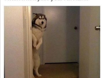 Husky peeking around door when mom yells full name