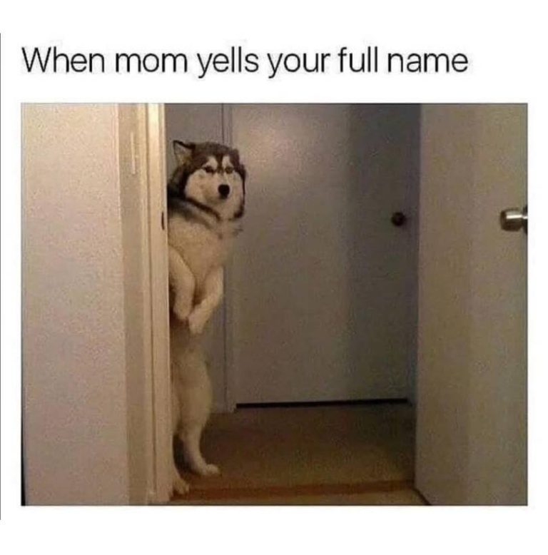 Husky peeking around door when mom yells full name
