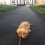 Cute puppy lies flat on a path with a leash, refusing to walk.