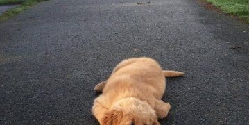 Cute puppy lies flat on a path with a leash, refusing to walk.