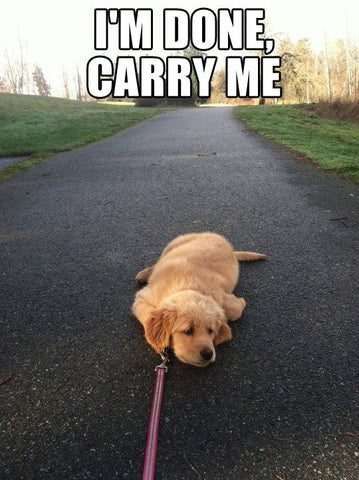 Cute puppy lies flat on a path with a leash, refusing to walk.