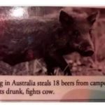 Hilarious pig steals beers and fights a cow in Australia.