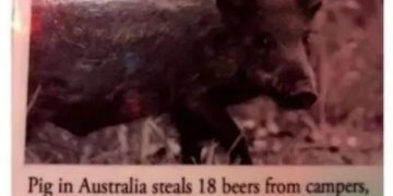 Hilarious pig steals beers and fights a cow in Australia.