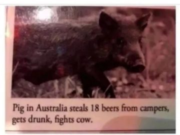 Hilarious pig steals beers and fights a cow in Australia.