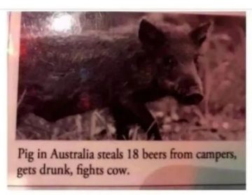 Hilarious pig steals beers and fights a cow in Australia.