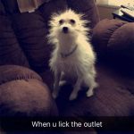 Fluffy dog with wild hair after "licking the outlet" joke