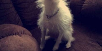 Fluffy dog with wild hair after "licking the outlet" joke