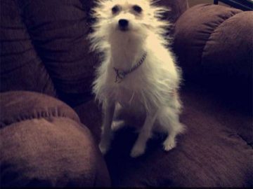 Fluffy dog with wild hair after "licking the outlet" joke
