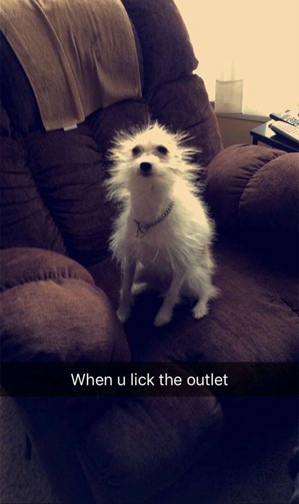 Fluffy dog with wild hair after "licking the outlet" joke