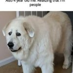 Fluffy dog having an existential crisis with relatable text overlay