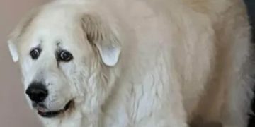 Fluffy dog having an existential crisis with relatable text overlay