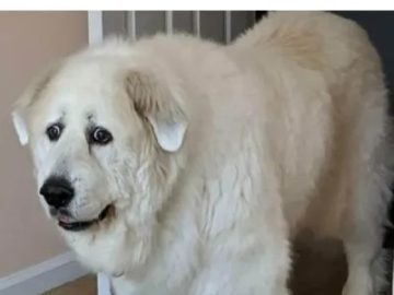 Fluffy dog having an existential crisis with relatable text overlay