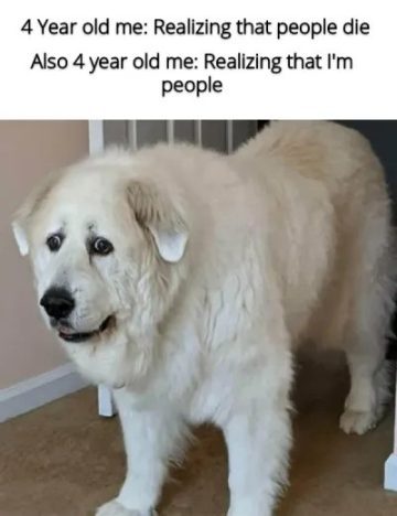 Fluffy dog having an existential crisis with relatable text overlay