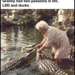 Granny fearlessly wrangles crocodiles, caption reads LSD and ducks.