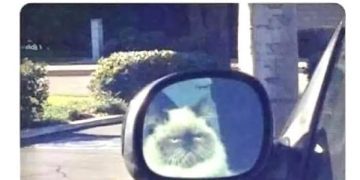 Grumpy cat reflection in car mirror looking unimpressed.